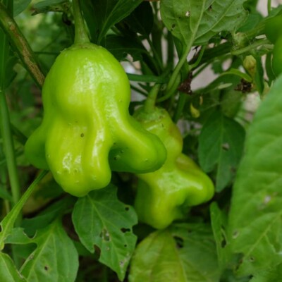 fruit piment bonnet d'évêque graines bio