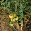 Tomate Beauté Blanche bio graines