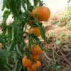 fruit tomate mangue bio graines