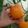 fruit tomate mangue bio graines