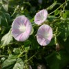 fleurs ipomée shiva graine biologique semences grimpante