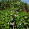 Plant ipomée shiva graine biologique semences grimpante