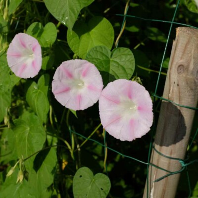 fleurs ipomée shiva graine biologique semences grimpante